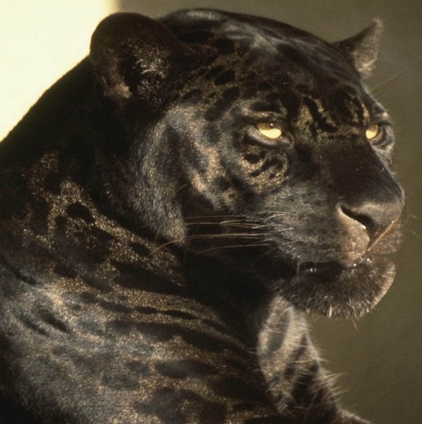 Blackpanther - 20.jpg